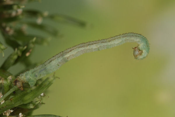 Eupithecia breviculata: Bild 16