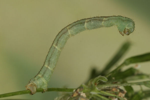 Eupithecia breviculata: Bild 17