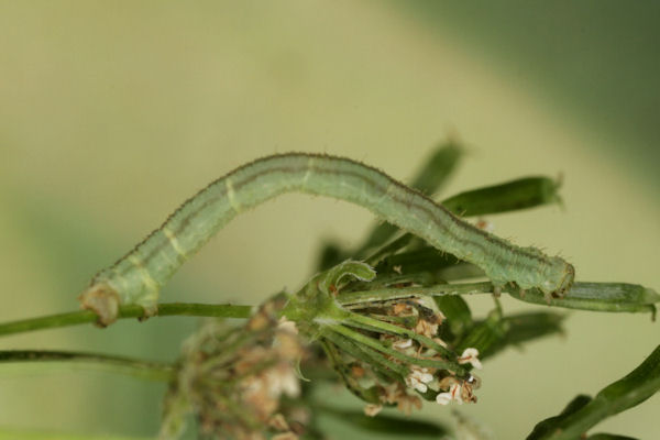 Eupithecia breviculata: Bild 18