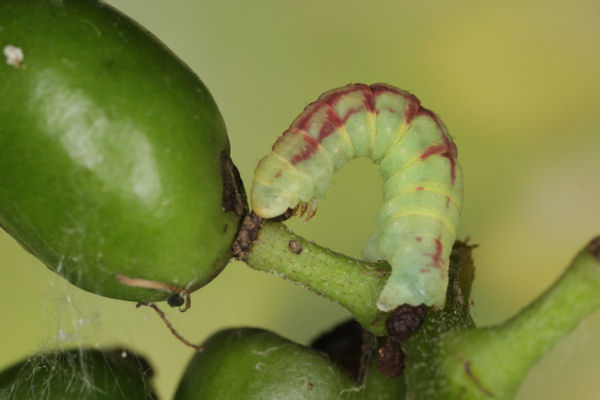 Acasis appensata: Bild 15