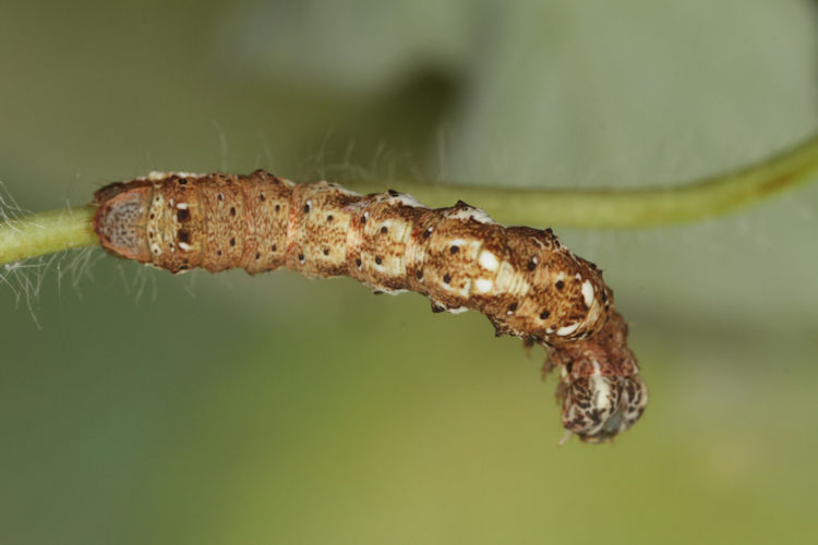 Cepphis advenaria: Bild 21