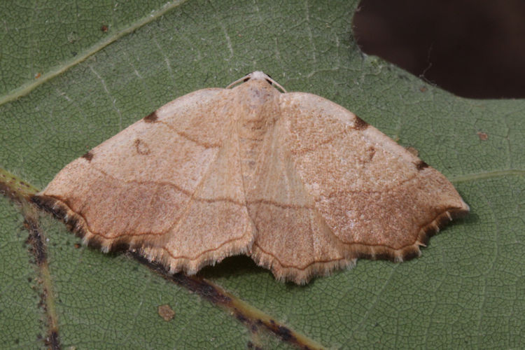 Eilicrinia trinotata: Bild 37