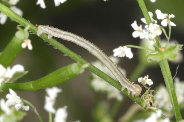 Eupithecia breviculata: Bild 15