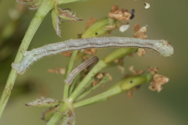 Eupithecia breviculata: Bild 19