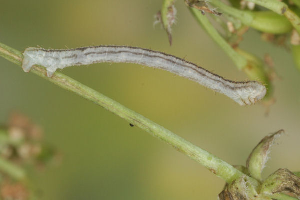 Eupithecia breviculata: Bild 20