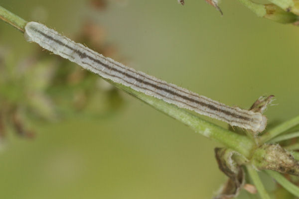 Eupithecia breviculata: Bild 21