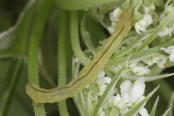 Eupithecia breviculata: Bild 22