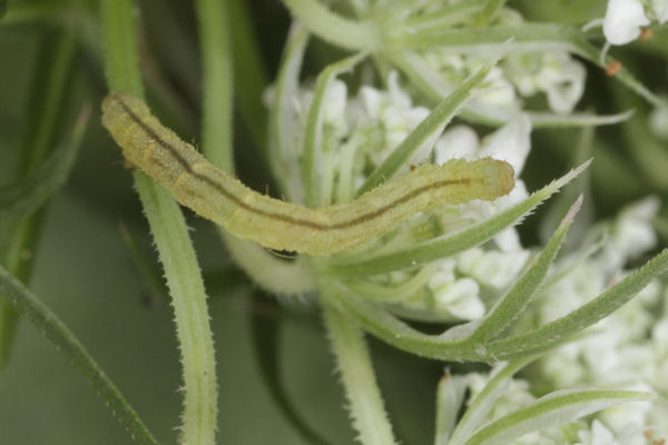 Eupithecia breviculata: Bild 23