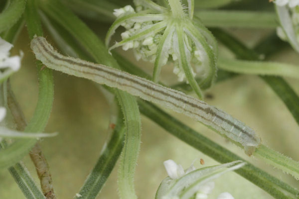 Eupithecia breviculata: Bild 24