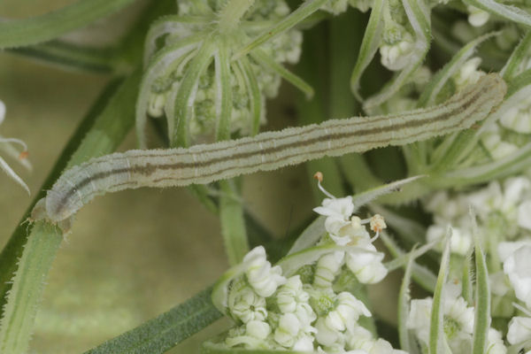 Eupithecia breviculata: Bild 25