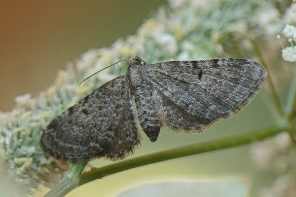 Eupithecia trisignaria: Bild 1