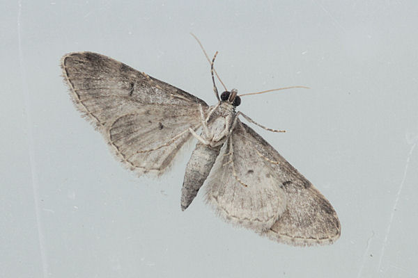 Eupithecia pauxillaria: Bild 2