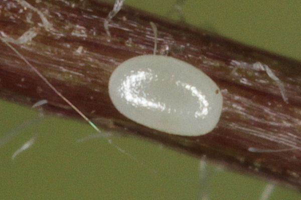 Eupithecia impurata: Bild 2