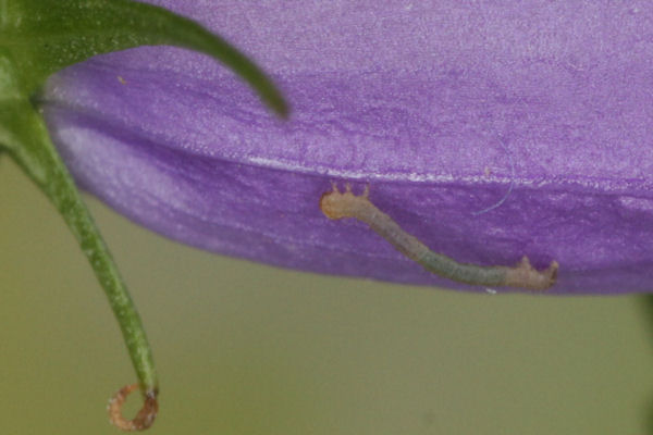Eupithecia impurata: Bild 8
