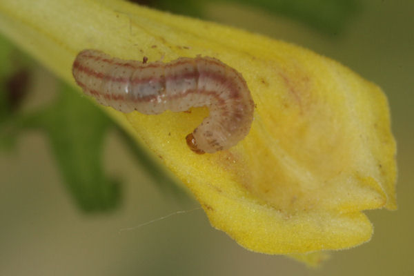 Eupithecia plumbeolata: Bild 12