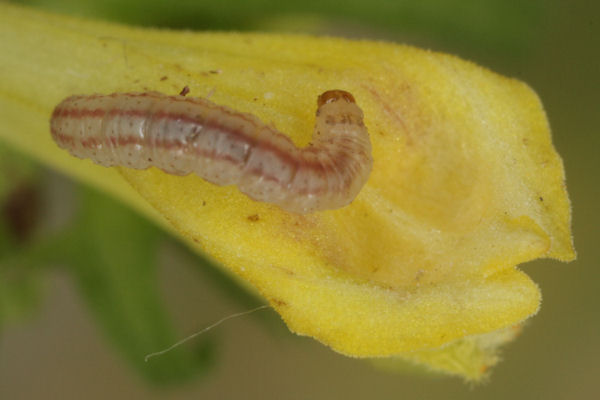 Eupithecia plumbeolata: Bild 13