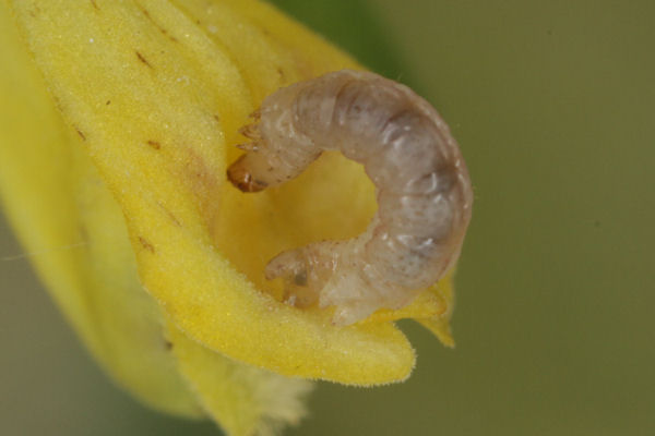 Eupithecia plumbeolata: Bild 16