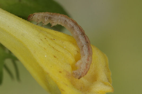 Eupithecia plumbeolata: Bild 17