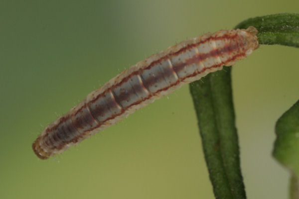 Eupithecia plumbeolata: Bild 21