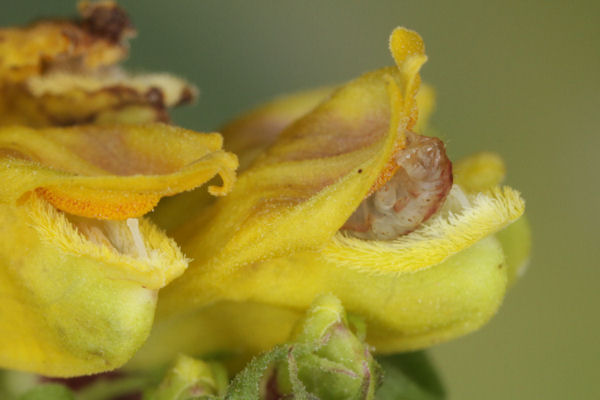 Eupithecia plumbeolata: Bild 24