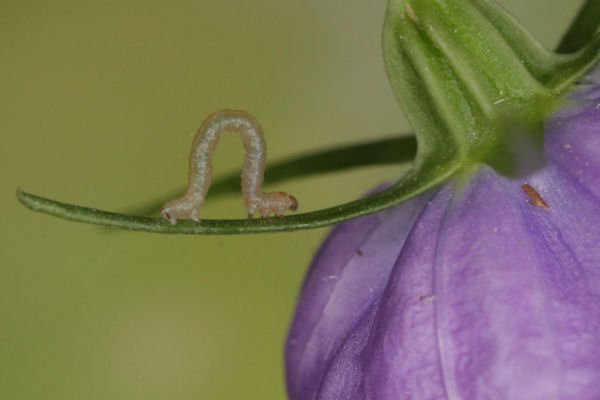 Eupithecia impurata: Bild 9