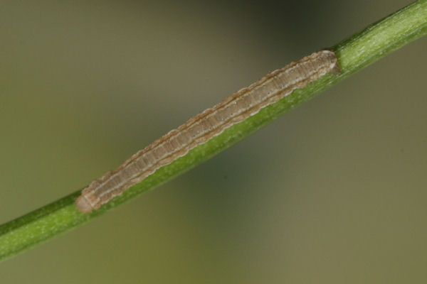 Eupithecia impurata: Bild 18