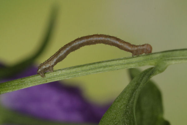 Eupithecia impurata: Bild 19