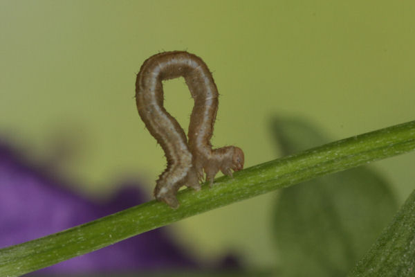 Eupithecia impurata: Bild 20