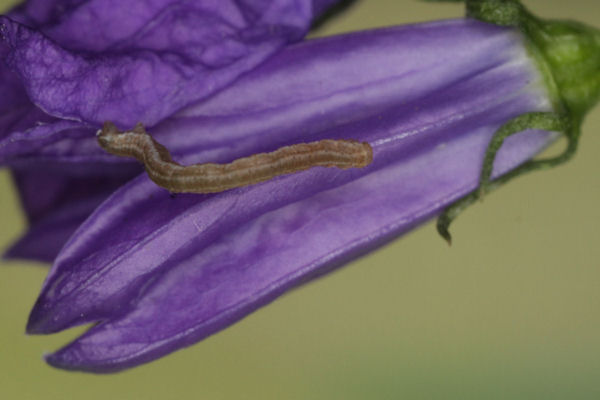 Eupithecia impurata: Bild 21