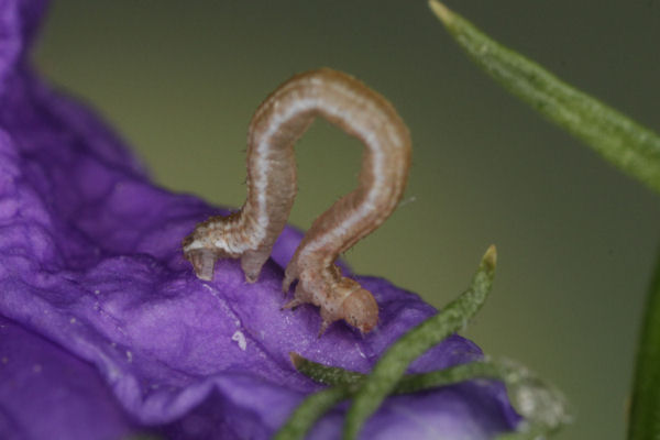 Eupithecia impurata: Bild 22