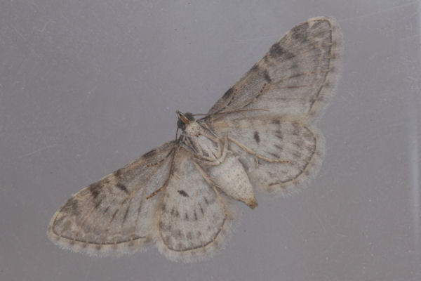 Eupithecia impurata: Bild 36