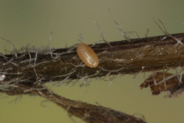 Eupithecia impurata: Bild 4