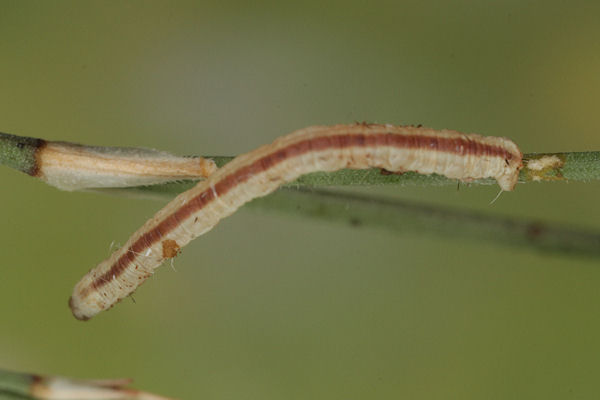 Eupithecia gemellata: Bild 24