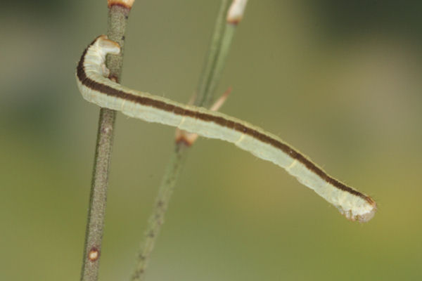 Eupithecia gemellata: Bild 37