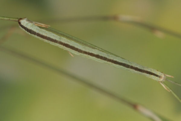 Eupithecia gemellata: Bild 38