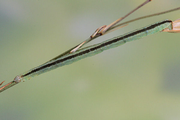 Eupithecia gemellata: Bild 40