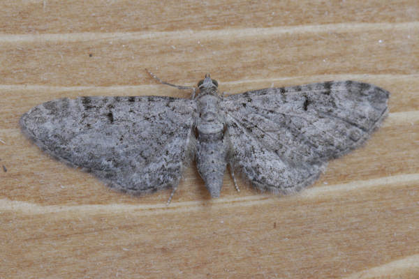 Eupithecia pimpinellata: Bild 2