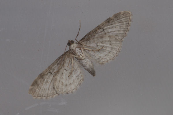 Eupithecia pimpinellata: Bild 3