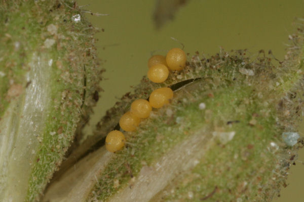Eupithecia pimpinellata: Bild 1