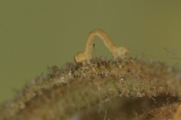 Eupithecia pimpinellata: Bild 4