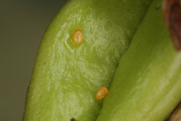 Eupithecia veratraria: Bild 5
