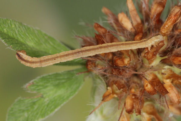 Eupithecia subumbrata: Bild 1