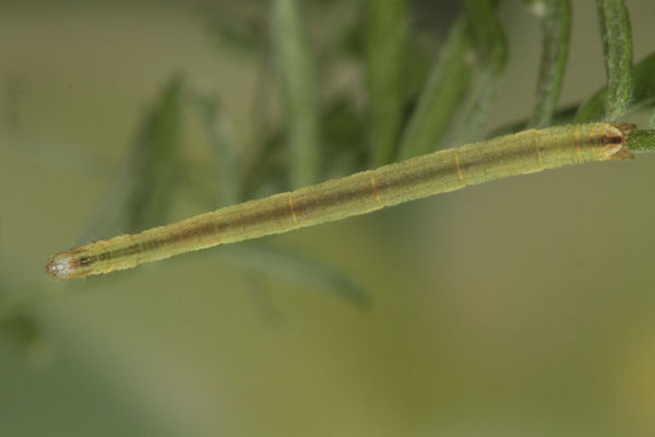 Eupithecia subumbrata: Bild 21