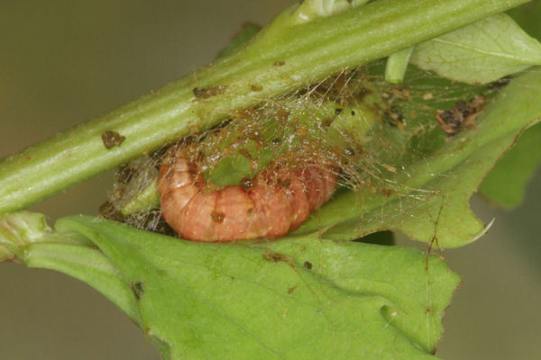 Pareulype berberata sineliturata: Bild 22