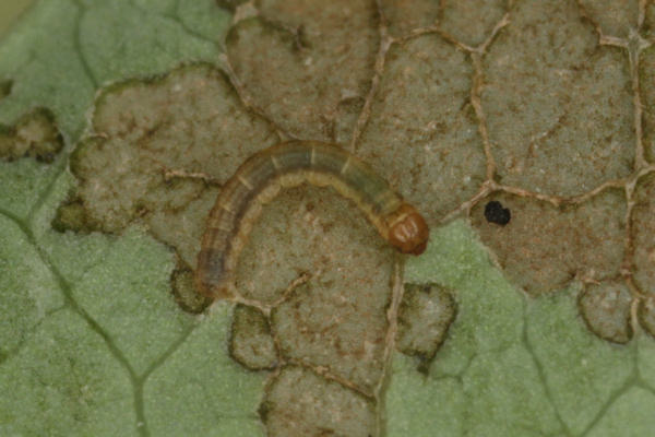 Hydria montivagata: Bild 10