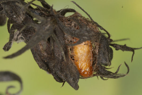 Eupithecia plumbeolata: Bild 35