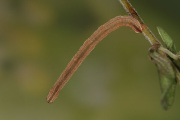 Eupithecia subumbrata: Bild 22