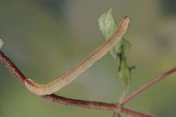 Eupithecia subumbrata: Bild 5