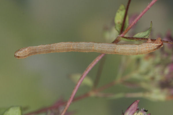 Eupithecia subumbrata: Bild 6