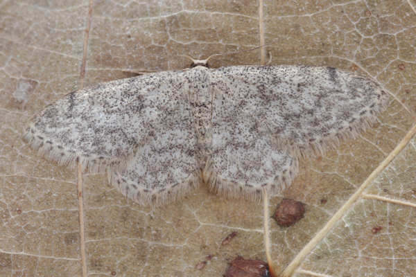 Idaea typicata: Bild 15